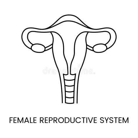 Ilustración del sistema reproductor femenino del pollo