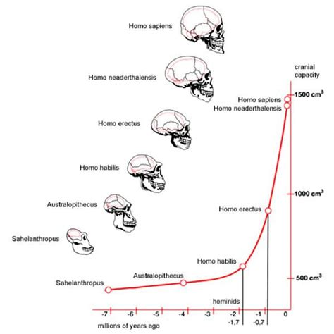 Esquema de la evolución humana mostrando el desarrollo del cerebro y el uso de herramientas