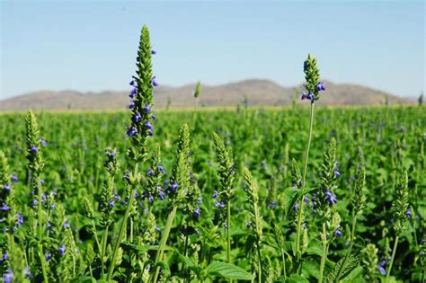 Campo de cultivo de Salvia hispanica L. (chía) bajo el sol