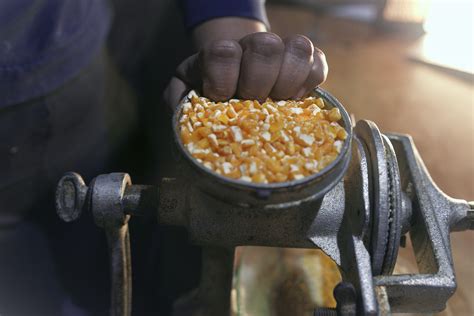 Imagen de una persona moliendo semillas de chía en un procesador de alimentos para hacer harina