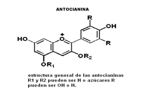 Estructura química de una antocianina con un grupo azúcar