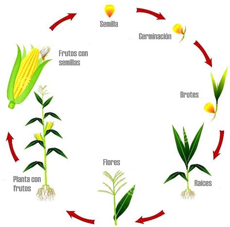 Infografía detallando el ciclo de vida del maíz, desde la siembra hasta la cosecha, destacando la importancia de cada etapa.
