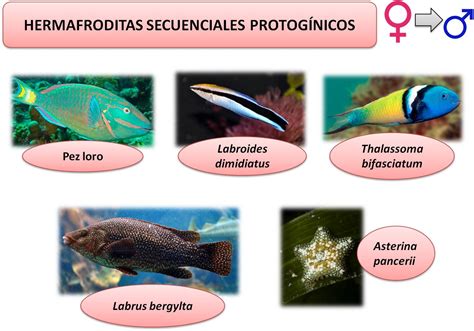 Esquema ilustrativo que muestra los diferentes tipos de hermafroditismo en peces: secuencial (proterogínico/proterándrico) y simultáneo.