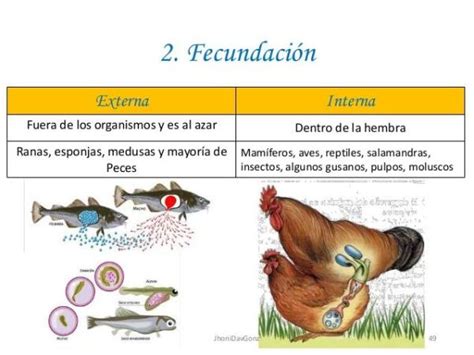 Infografía comparativa: diferencias entre fecundación interna y externa en peces.