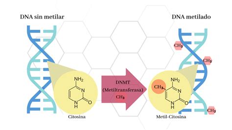 Esquema sobre la metilación del ADN y su relación con la alimentación y el cáncer