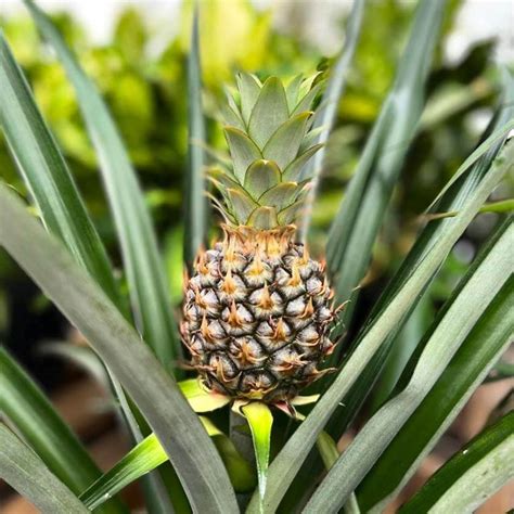 Ilustración de una planta de piña con su fruto