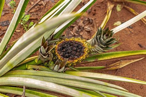 Imagen de una hoja de piña afectada por Phytophthora
