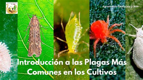 Ilustración de las plagas más comunes que afectan al espárrago: escarabajo y mosca minadora