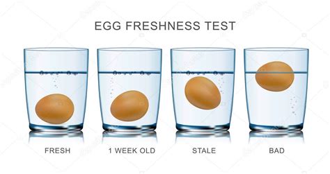 Esquema mostrando el test de frescura del huevo en agua