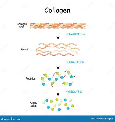 Infografía: Proceso de obtención de gelatina a partir de colágeno animal