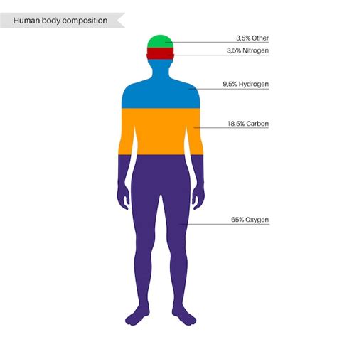 Diagrama: Composición del cuerpo humano destacando el porcentaje de colágeno