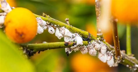 Esquema de un limonero con las plagas más comunes indicadas en sus respectivas zonas de ataque (hojas, tallos, frutos)