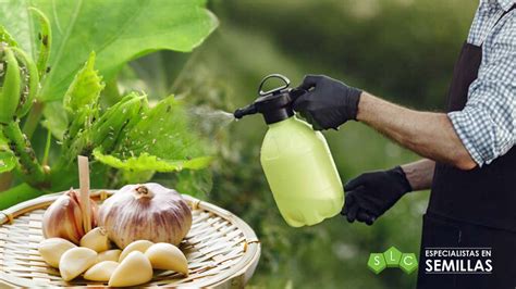 Infografía paso a paso para preparar insecticida de ajo casero