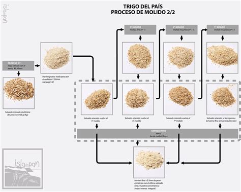 Esquema comparativo entre el grano de trigo entero, la harina integral y la harina refinada, mostrando las partes conservadas y eliminadas en cada proceso.