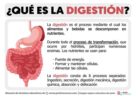 esquema del sistema digestivo explicando la digestión de la lactosa