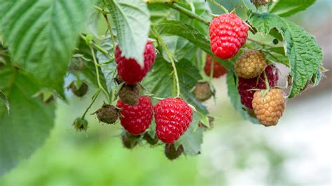frambuesas aplastadas para la extracción de semillas