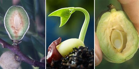 esquema del proceso de escarificación de semillas