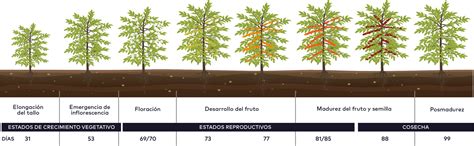 Esquema detallado de las etapas fenológicas del nogal y los meses óptimos para la cosecha en el hemisferio sur y norte.