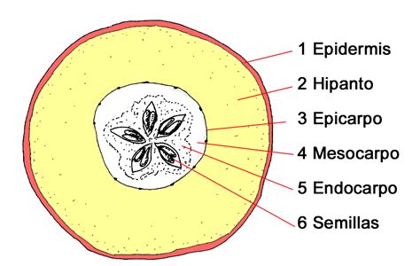 Esquema anatómico del fruto del nogal mostrando el exocarpo, mesocarpo y el endocarpo (cáscara) que protege la semilla.