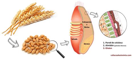 Esquema de la estructura del gluten y los cereales que lo contienen (trigo, cebada, centeno)