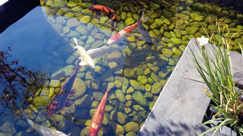 Infografía mostrando la distribución y trasvase de peces entre estanques en un centro de cultivo terrestre.