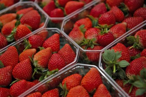 Fotografía de frutillas frescas de alta calidad, listas para procesamiento o consumo