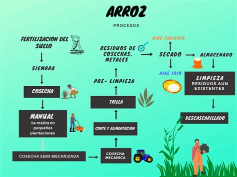 diagrama del proceso de cocción del arroz en olla, desde el lavado hasta el reposo