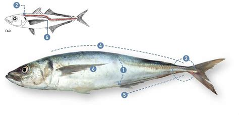 Esquema comparativo entre el Jurel (Trachurus murphyi) y la Caballa (Scomber spp.) con enfoque en sus características nutricionales y apariencia física.