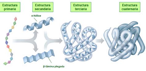 Diagrama de la estructura molecular de las proteínas en el merengue rodeando burbujas de aire