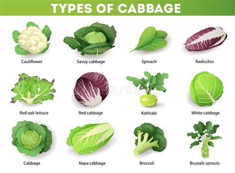 Ilustración de diversas verduras crucíferas