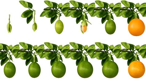 Diagrama mostrando las etapas de maduración del fruto del rocoto, desde verde hasta naranja.
