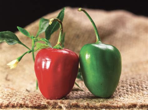 Imagen microscópica detallada de las semillas negras características del rocoto (Capsicum pubescens).