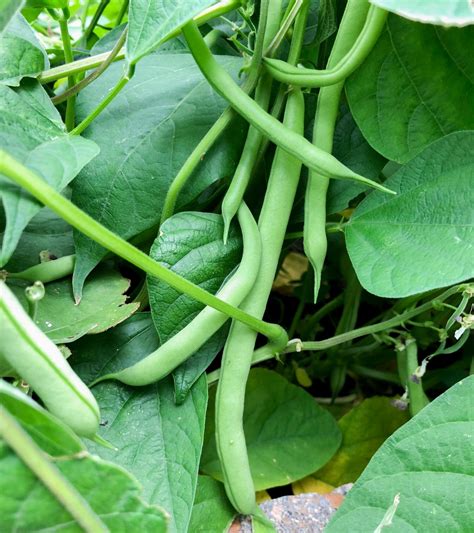 Cosecha manual de porotos verdes con tijeras