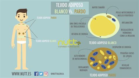 Esquema de las diferencias entre tejido adiposo blanco, pardo y beige