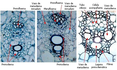 Esquema anatómico de un tallo de maíz con haces vasculares