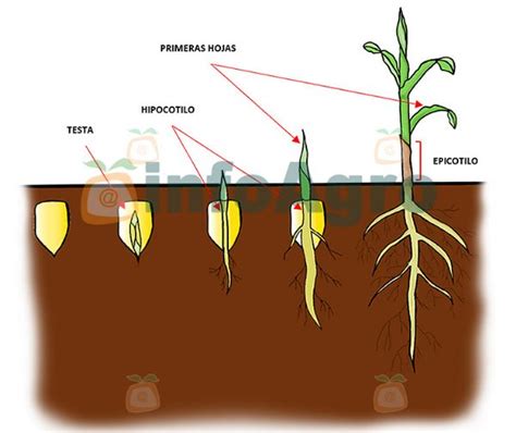 Diagrama de las etapas de germinación de la semilla de maíz