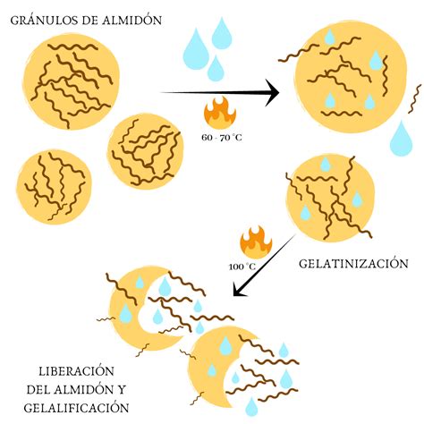 Esquema molecular de la gelatinización y retrogradación del almidón de patata