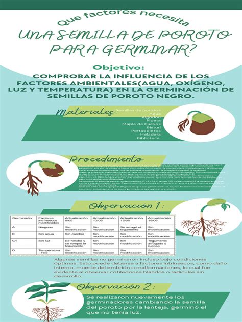 Infografía: Germinación de semilla de poroto en diferentes etapas