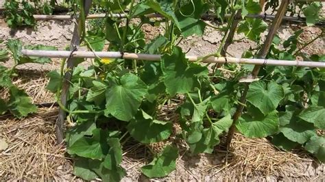 Varias estructuras de tutores para porotos trepadores