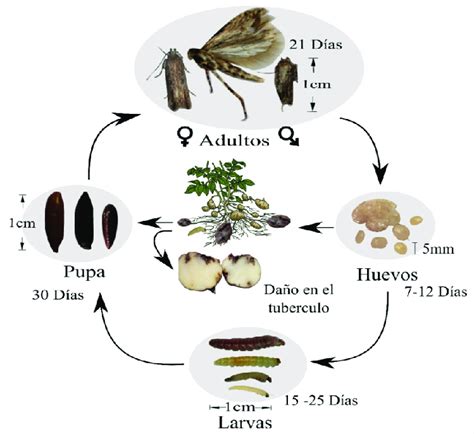 Esquema del ciclo de vida de la polilla: huevo, larva, pupa y adulto