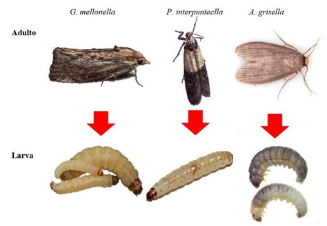 Foto macro de una larva de polilla en un paquete de harina abierto