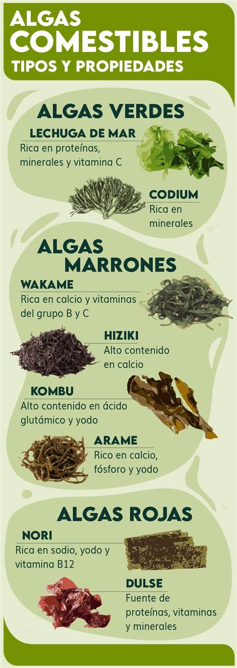 Infografía: Composición nutricional detallada de algas marinas comestibles