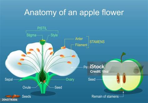 Ilustración detallada de la flor y el fruto del manzano