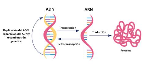 Diagrama explicativo de las firmas mutacionales y su relación con el daño al ADN.