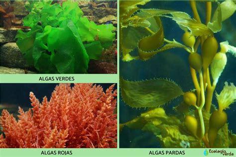 collage de diferentes tipos de algas marinas