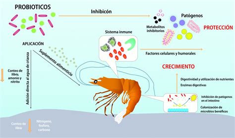 Infografía que muestra las diferentes especies de Vibrio asociadas a enfermedades en camarones y sus síntomas.