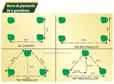 Infografía: Distancia de plantación recomendada para cercos vivos