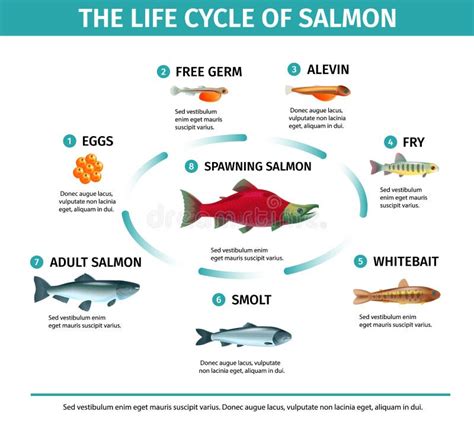 Infografía sobre el ciclo de vida del salmón y el aprovechamiento de subproductos
