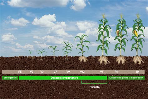Infografía: hitos clave en el desarrollo del maíz híbrido