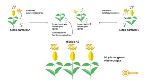 Diagrama: Proceso de despanojado manual y mecánico en la producción de maíz híbrido